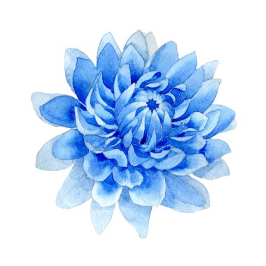 Kır çiçeği mavi dahila çiçek izole bir suluboya tarzında.