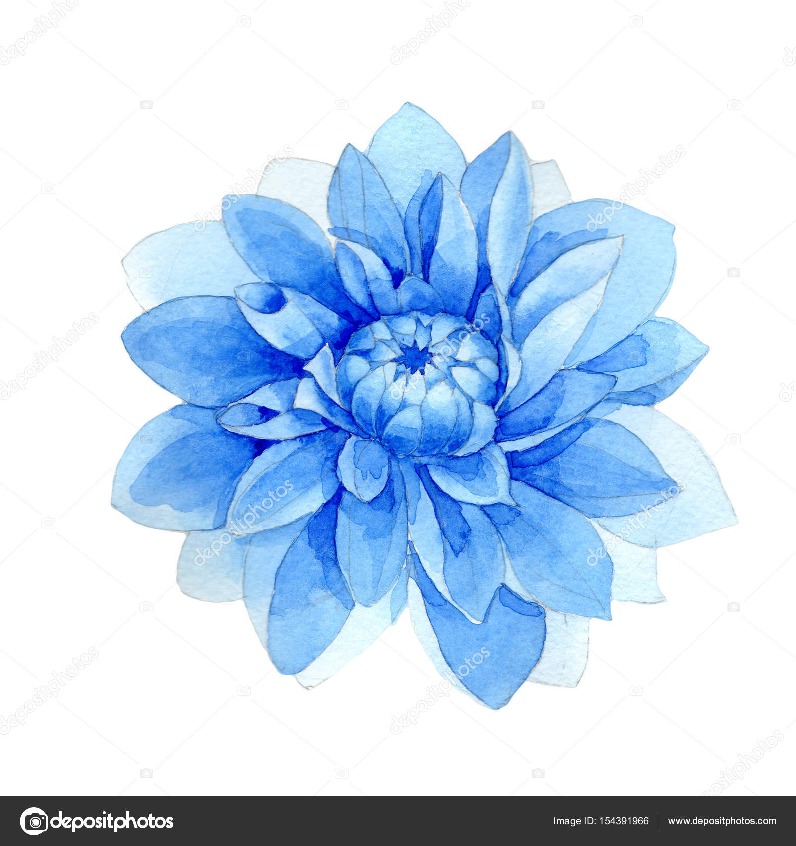 分離された水彩画のワイルドフラワー ブルー Dahila 花 ストック写真 C Mystocks