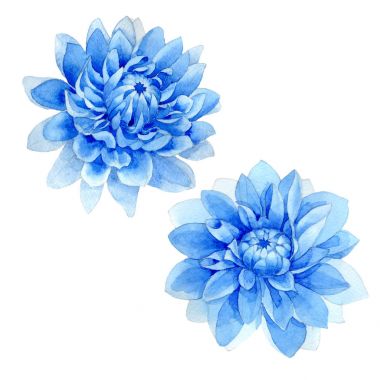 Kır çiçeği mavi dahila çiçek izole bir suluboya tarzında.