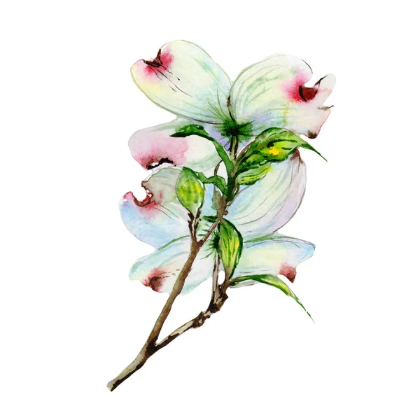 Wildblume Hartriegel Blume in einem Aquarell-Stil isoliert. — Stockfoto