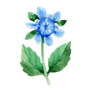 Kır çiçeği mavi dahila çiçek izole bir suluboya tarzında.