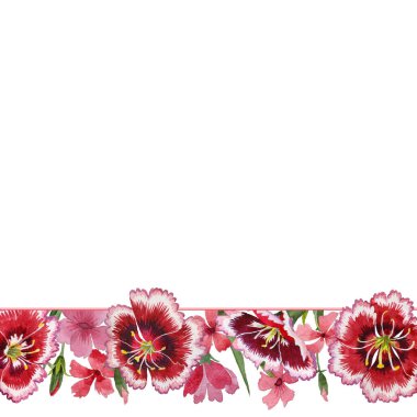 Kır çiçeği karanfil çiçek çerçeve izole bir suluboya tarzında.