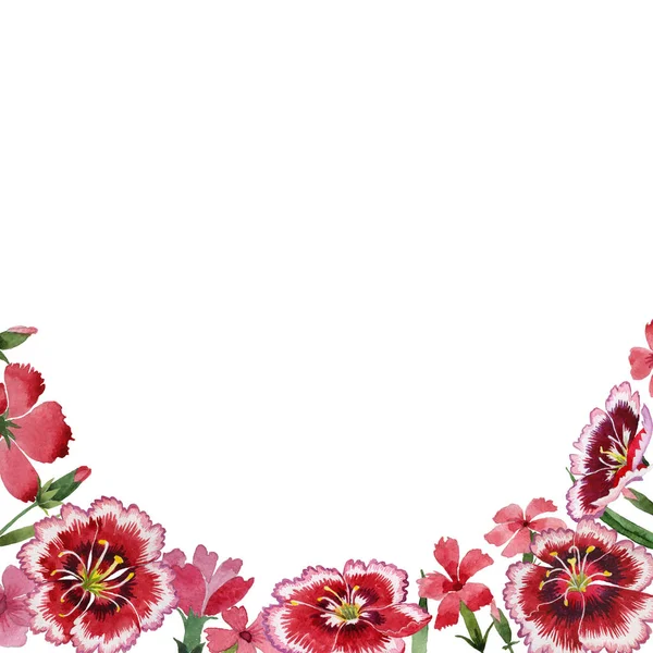 Kır çiçeği karanfil çiçek çerçeve izole bir suluboya tarzında.