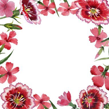 Kır çiçeği karanfil çiçek çerçeve izole bir suluboya tarzında.