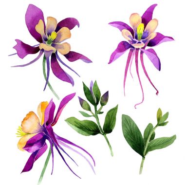 Kır çiçeği orkide çiçek izole bir suluboya tarzında.