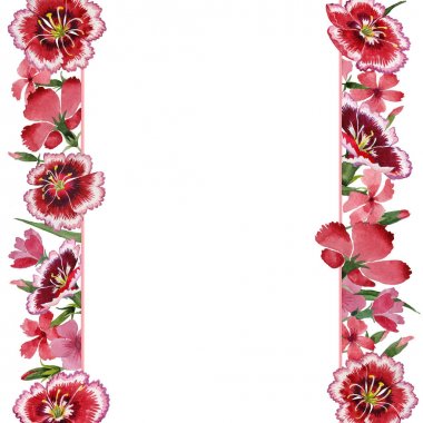 Kır çiçeği karanfil çiçek çerçeve izole bir suluboya tarzında.