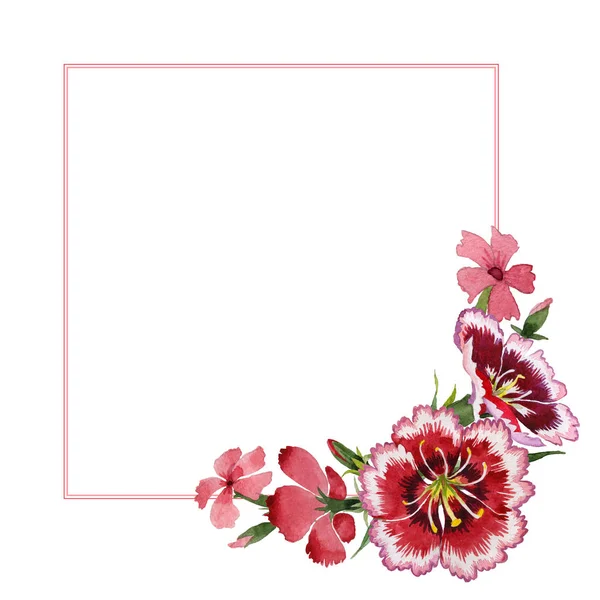 Wildflower Goździk kwiat rama w stylu przypominającym akwarele na białym tle. — Zdjęcie stockowe