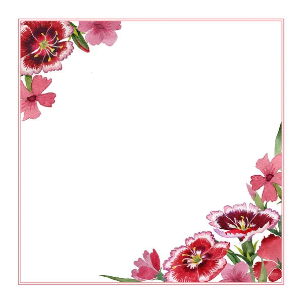 Wildflower carnation flower frame in a watercolor style isolated. — Stock Photo, Image