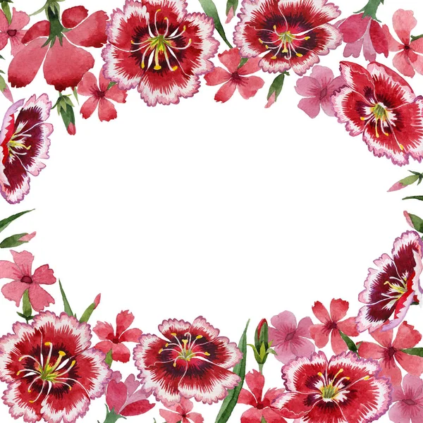 Vadvirág szegfű virág keret elszigetelt akvarell stílusú. — Stock Fotó