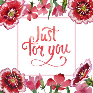 Kır çiçeği karanfil çiçek çerçeve izole bir suluboya tarzında.