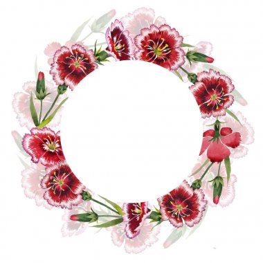 Kır çiçeği karanfil çiçek çerçeve izole bir suluboya tarzında.