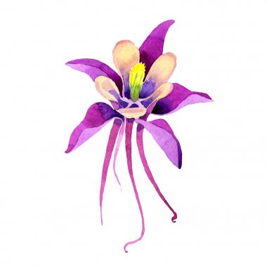Kır çiçeği orkide çiçek izole bir suluboya tarzında.