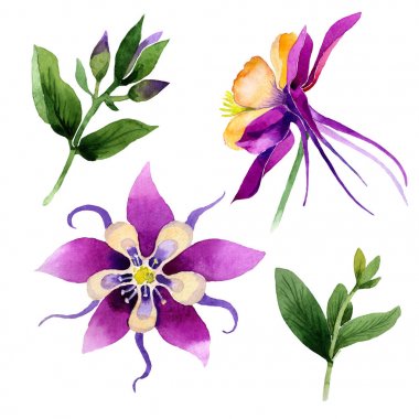 Kır çiçeği orkide çiçek izole bir suluboya tarzında.