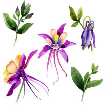 Kır çiçeği orkide çiçek izole bir suluboya tarzında.