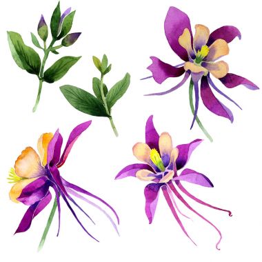 Kır çiçeği orkide çiçek izole bir suluboya tarzında.