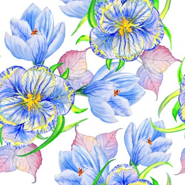 Kır çiçeği çiğdemler çiçek deseni izole bir suluboya tarzında.