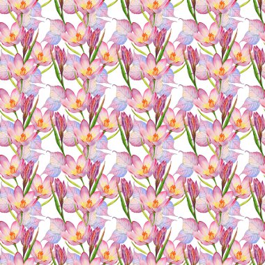 Kır çiçeği çiğdemler çiçek deseni izole bir suluboya tarzında.