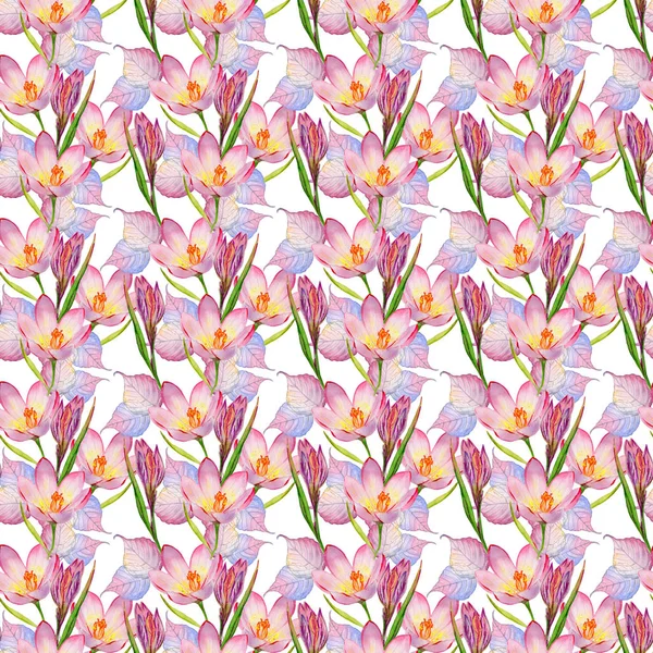 Kır çiçeği çiğdemler çiçek deseni izole bir suluboya tarzında.