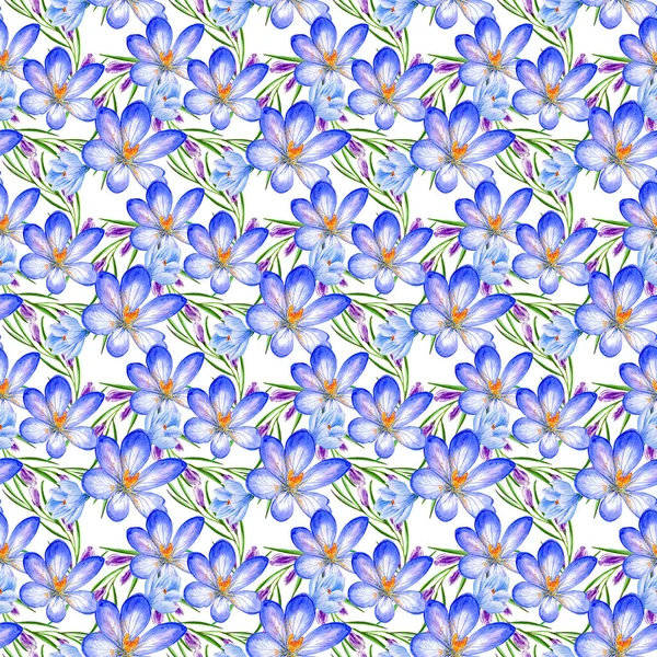 Wildflower crocuses  flower pattern in a watercolor style isolated. — Stock Photo, Image