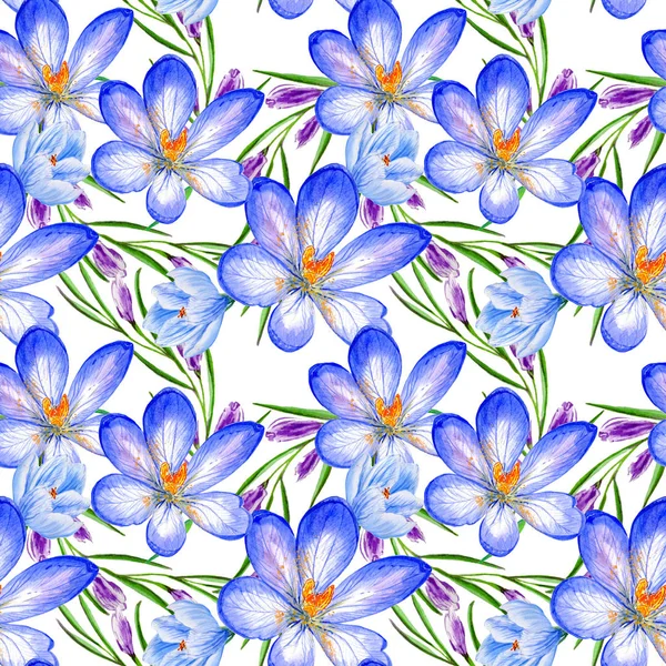 Wildflower crocuses  flower pattern in a watercolor style isolated. — Stock Photo, Image