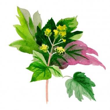 Kır çiçeği ortanca çiçek izole bir suluboya tarzında.