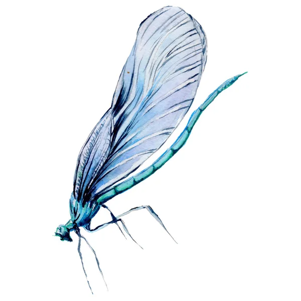 Egy akvarell stílusú elszigetelt rovar szitakötő. — Stock Fotó