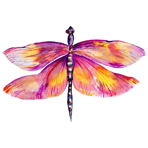 Insect dragonfly in a watercolor style isolated. — Stock Photo, Image