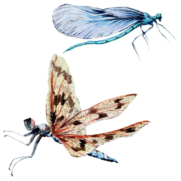 Insect dragonfly instellen in een aquarel stijl geïsoleerd. — Stockfoto