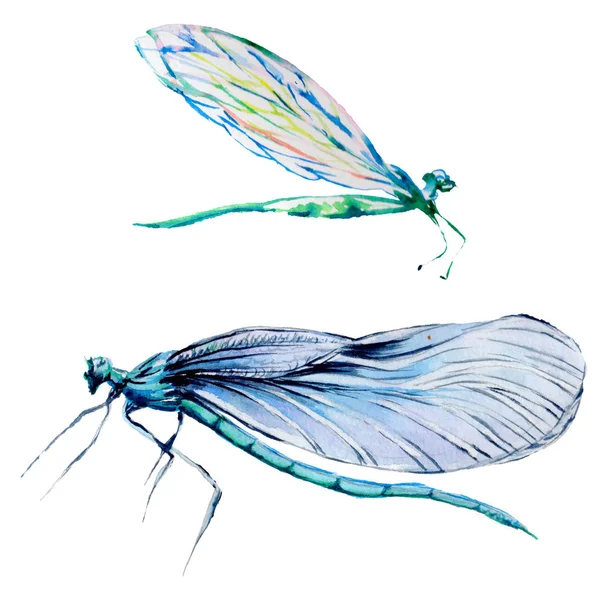 Libélula de insetos definida em um estilo aquarela isolado . — Fotografia de Stock
