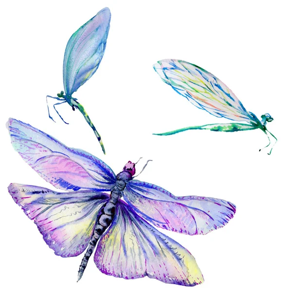 Libélula de insetos definida em um estilo aquarela isolado . — Fotografia de Stock