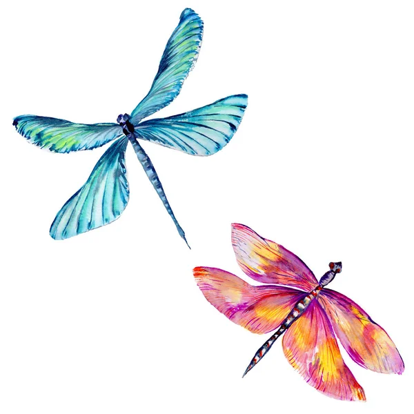 Hmyzu dragonfly v stylu akvarelu, samostatný. — Stock fotografie