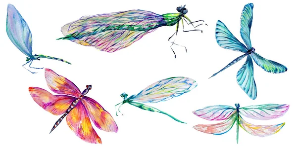 Insect dragonfly instellen in een aquarel stijl geïsoleerd. — Stockfoto