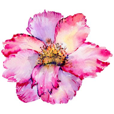 Kır çiçeği tea gül çiçek izole bir suluboya tarzında.