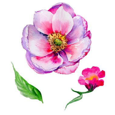 Kır çiçeği tea gül çiçek izole bir suluboya tarzında.