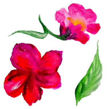 Kır çiçeği tea gül çiçek izole bir suluboya tarzında.