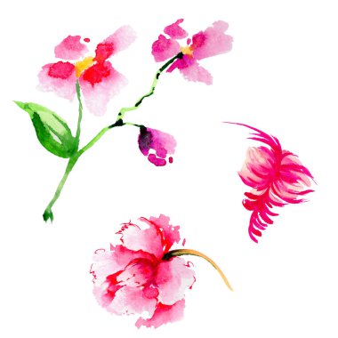 Kır çiçeği tea gül çiçek izole bir suluboya tarzında.