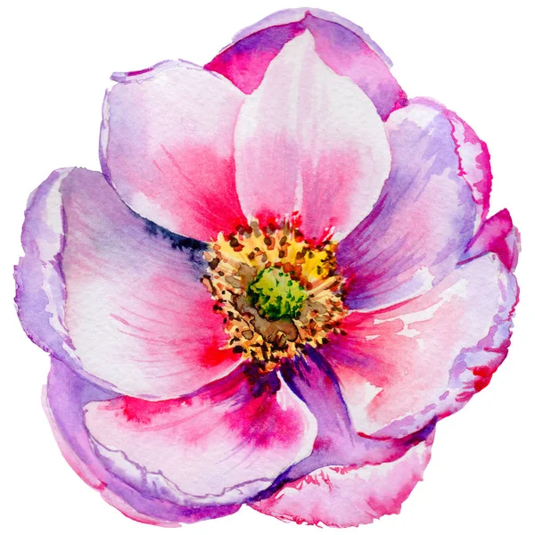 Wildflower tea rose flower in a watercolor style isolated. — Stock Photo, Image