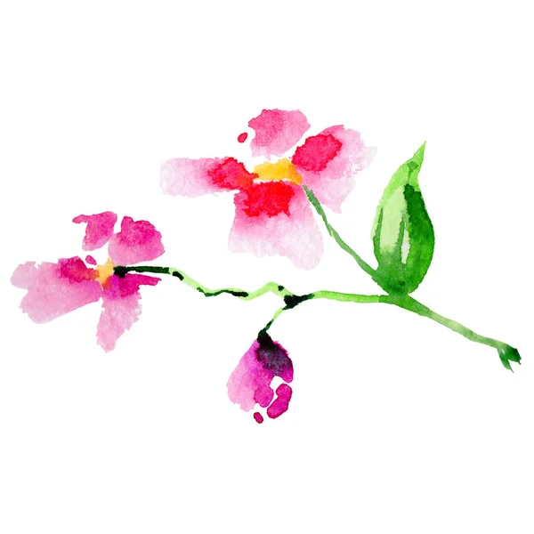 Egy akvarell stílusú elszigetelt virág tea rózsa vadvirág. — Stock Fotó