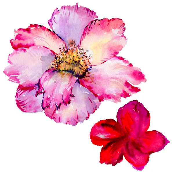 Fleurs sauvages thé rose fleur dans un style aquarelle isolé . — Photo