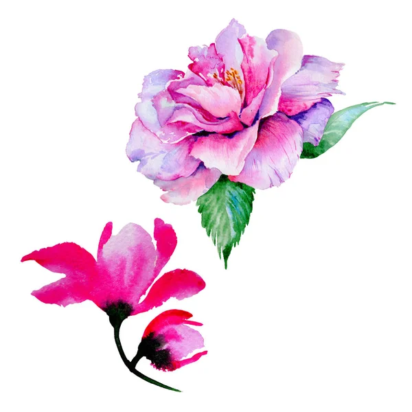 Wildflower herbaty róży kwiat w stylu przypominającym akwarele na białym tle. — Zdjęcie stockowe