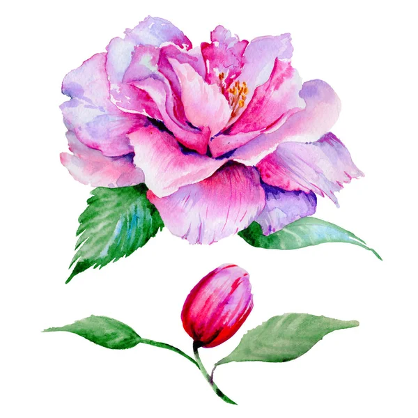 Wildflower herbaty róży kwiat w stylu przypominającym akwarele na białym tle. — Zdjęcie stockowe