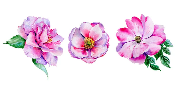 Wildflower tea rose flower in a watercolor style isolated. — Stock Photo, Image