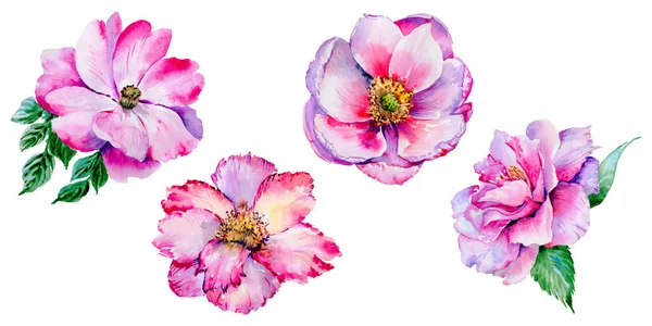 Chá de flores silvestres rosa flor em um estilo aquarela isolado . — Fotografia de Stock