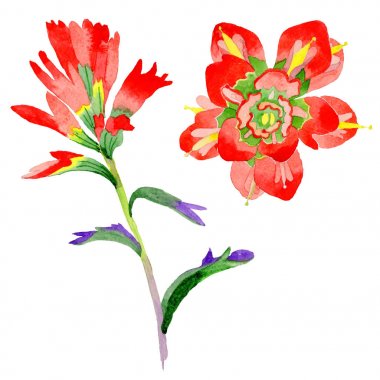 Kır çiçeği Hint boya fırçası çiçek izole bir suluboya tarzında.