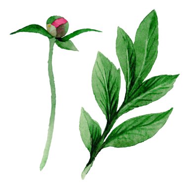 Kır çiçeği Şakayık çiçeği izole bir suluboya tarzında.