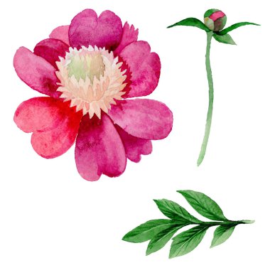 Kır çiçeği Şakayık çiçeği izole bir suluboya tarzında.