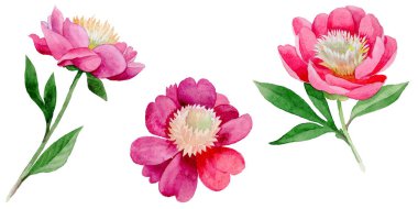 Kır çiçeği Şakayık çiçeği izole bir suluboya tarzında.