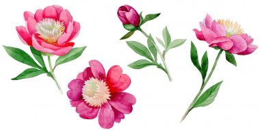 Kır çiçeği Şakayık çiçeği izole bir suluboya tarzında.