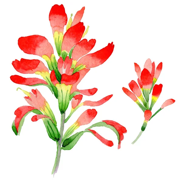 Flor de pincel indiano Wildflower em um estilo de aquarela isolado . — Fotografia de Stock