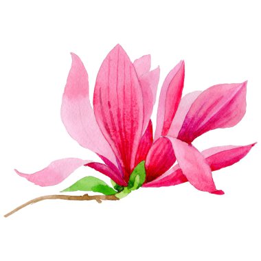 Kır çiçeği Manolya çiçek izole bir suluboya tarzında.